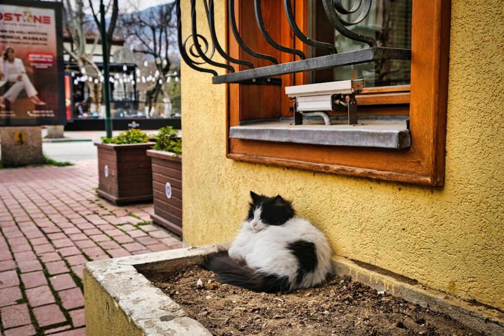 Warszawa przyjazna zwierzętom – najlepsze kawiarnie i miejsca dla pupili Photo Warsaw pet-friendly cafes and places for pets